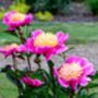 Peony Plants, 'Doreen', thumbnail 3 of 4