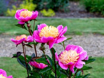 Peony Plants, 'Doreen', 3 of 4