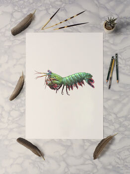 Peacock Mantis Shrimp Giclée Art Print, 2 of 3