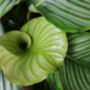 Houseplant Prayer Plant Calathea Orbifolia 5 L Pot, thumbnail 3 of 5