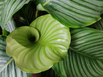 Houseplant Prayer Plant Calathea Orbifolia 5 L Pot, 3 of 5