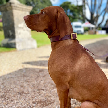 Personalised Padded Luxury Leather Dog Collar, 5 of 12