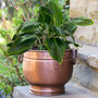 Copper Planter With Handles, thumbnail 1 of 8