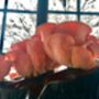Oyster Mushroom Growing Kit Ready To Grow, thumbnail 7 of 12