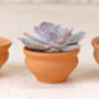 Tea Cup Terracotta Plant Pot Set, thumbnail 3 of 3