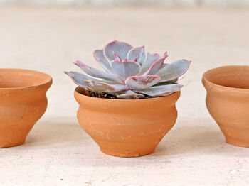 Tea Cup Terracotta Plant Pot Set, 3 of 3
