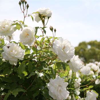 White Rose Plant One X Full Plant In 5 L Pot, 4 of 5