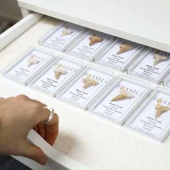 Shark Tooth Fossil Otodus, 3 of 12