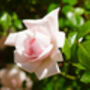 Climbing Rose 'New Dawn' Plant In 5 L Pot, thumbnail 5 of 5