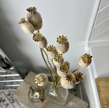 Natural Dried Poppy Stems Papaver Bunch, 2 of 2