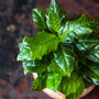 Eco Grow Your Own Coffee Plant Kit, thumbnail 1 of 3
