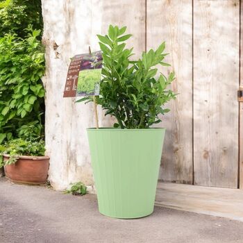 Sarcococca Confusa – Sweet Box In 3 L Pot Shrub, 3 of 4