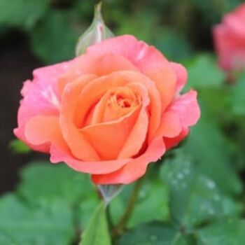 Floribunda Rose Plant 'Fragrant Delight', 4 of 6