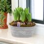 Hyacinth Planted Trough – 5 Fragrant Spring Bulbs In Metal, thumbnail 1 of 5