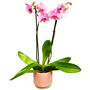 Moth Orchid Houseplant Twin Spiked Phalaenopsis Plant, thumbnail 6 of 7