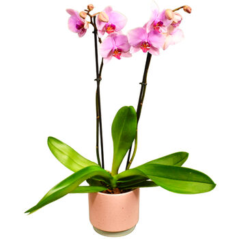 Moth Orchid Houseplant Twin Spiked Phalaenopsis Plant, 6 of 7