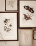 Framed Set Of Two Vintage Butterfly Art Prints, thumbnail 1 of 9