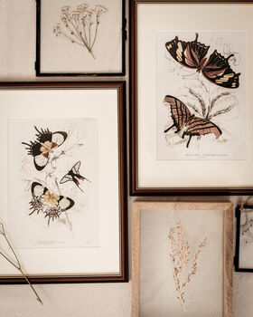 Framed Set Of Two Vintage Butterfly Art Prints, 7 of 9