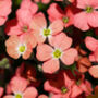 Flowers Aubretia Red Nine X Plug Plant Pack, thumbnail 4 of 5