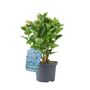 Blue Hydrangea 3 L Pot – Stunning Summer Flowering Shrub, thumbnail 6 of 8