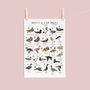 The A To Z Of Ducks Print, thumbnail 3 of 6