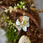 Natural Easter Wreath, thumbnail 4 of 6