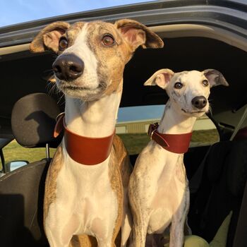 Personalised Whippet / Lurcher / Greyhound Collar, 12 of 12