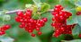 Redcurrant Plants, 'Red Lake', thumbnail 1 of 5