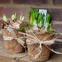 Coir Pot Spring Bulbs And Moss, thumbnail 4 of 4