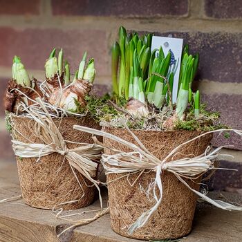 Coir Pot Spring Bulbs And Moss, 4 of 4