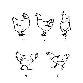 Personalised Chicken Family Print, 7 of 8