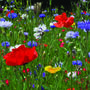 10 Happy Bee Wildflower Seed Birthday Party Favours, thumbnail 6 of 6