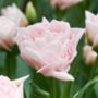 Tulip Dreamer – 15 Soft Pink Double Tulip Bulbs, thumbnail 2 of 2