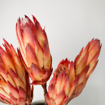 Dried Protea Repens Sugarbush Flowers, 3 of 6