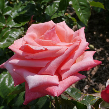 Hybrid Tea Rose 'Silver Jubilee' Plant In 5 L Pot, 3 of 6