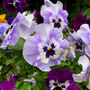 Pansy Plants 'Inspire Blue Angel' 20 X Plant Pack, thumbnail 4 of 5