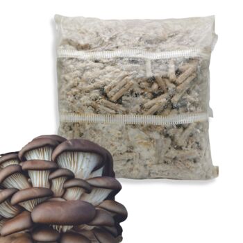 Blue Oyster Mushroom Plug Spawn. Buy Mushroom Dowels, 3 of 4