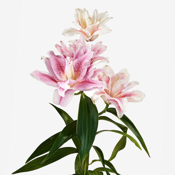 Victorian Pink Roselilies Fresh Bouquet, 3 of 3