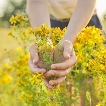 Herbs, St John's Wort, Full Plants In 9cm Pots, 5 of 5