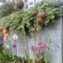 Stylish Cluster Of Five Balls Or Cups For Garden Small, thumbnail 2 of 11