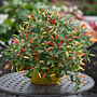 Grow Your Own Chilli And Tomato Seed Selection Pack, thumbnail 5 of 11