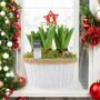 Christmas Hyacinth Bowl – 5 Festive Fragrant Bulbs, thumbnail 6 of 8