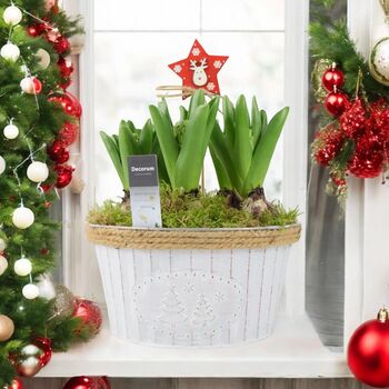 Christmas Hyacinth Bowl – 5 Festive Fragrant Bulbs, 6 of 8