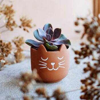 Terracotta Cat Planter With A Succulent, 2 of 2