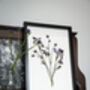 Wild Fade Original Pressed Flower Art In A3 Black Frame, thumbnail 5 of 8