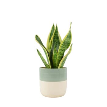 Sansevieria Superba – Snake Plant In 12cm Pot, 2 of 7