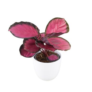Calathea Roseopicta ‘Rosy’ – Indoor Prayer Plant With Stunning Pink Leaves 12cm Pot, 7 of 9
