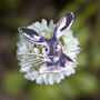 Inky Hare Eco Wooden Pin Brooch, thumbnail 4 of 6