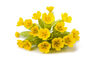 Primula Veris 'Wild Cowslip' In A One Litre Pot, thumbnail 1 of 9