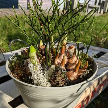Potted Spring Bulb Planter Gift, 3 of 4